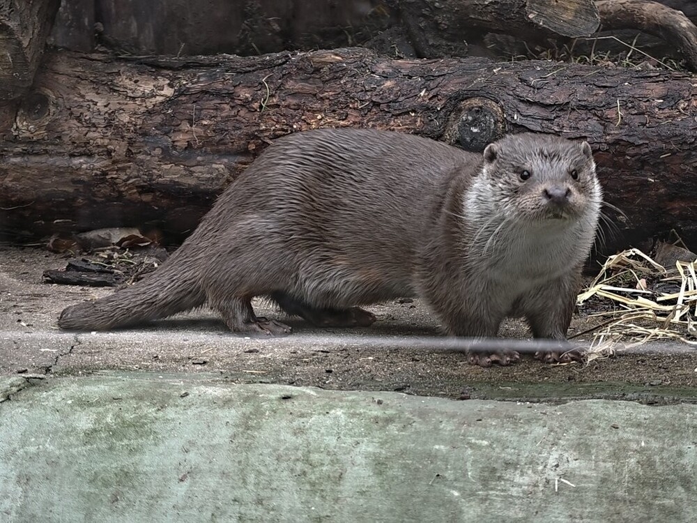 
        Мир&nbsp;животных-1    