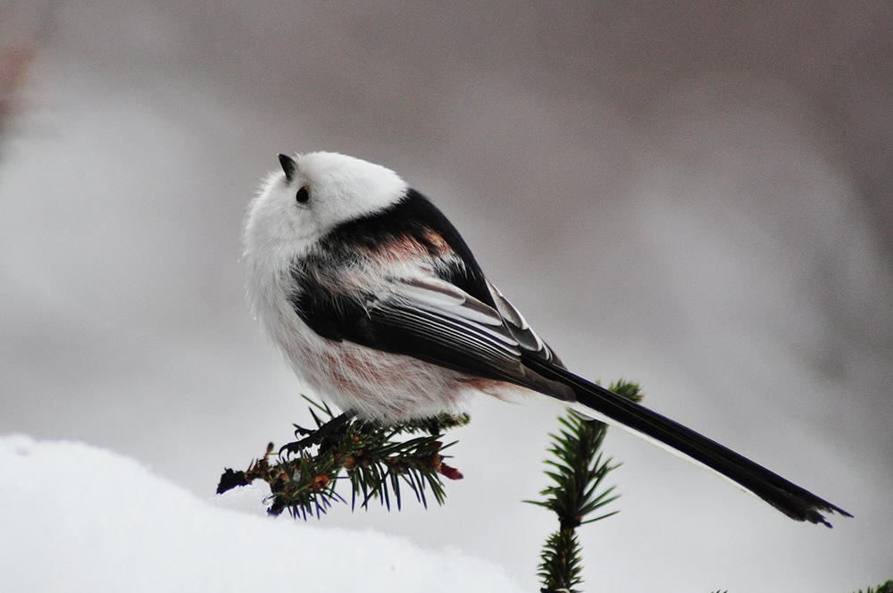 Ополовник: самая милая синица России
Ополовник: самая милая синица России
