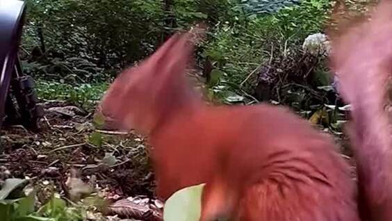 
        Швед, ставший персональным фотографом белок    