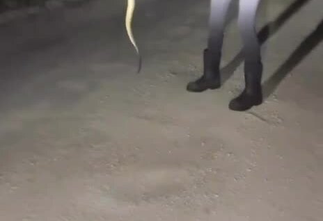 Приняла питона за безобидную змею: ошибка закончилась реанимацией
Приняла питона за безобидную змею: ошибка закончилась реанимацией