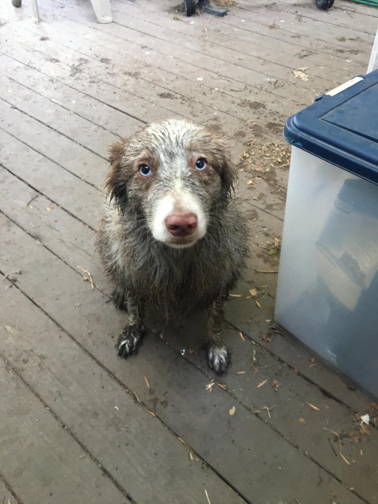 30 порций радости, которую пёсели способны подарить, просто делая свои собачьи дела
30 порций радости, которую пёсели способны подарить, просто делая свои собачьи дела