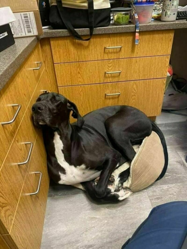 
        25&nbsp;умилительных сцен из&nbsp;жизни пёселей, демонстрирующих их&nbsp;мастерство импровизации    