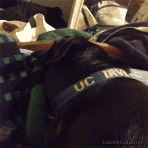 Подборка гифок - (25 гифок) 04.02.2026