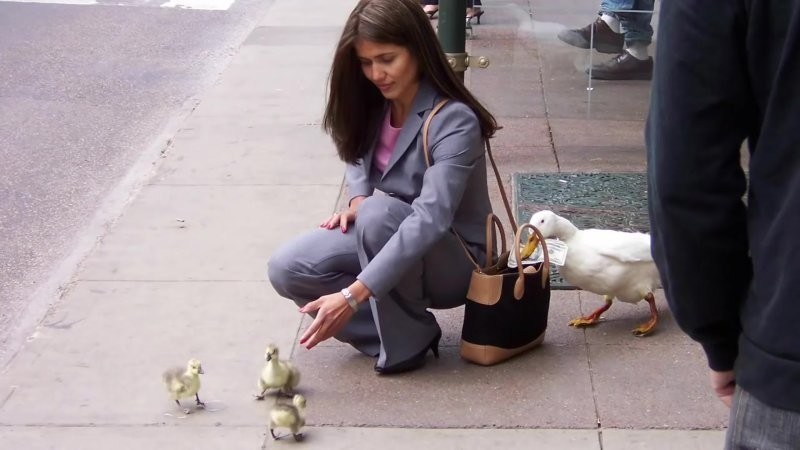 
        18&nbsp;случаев, когда животные превзошли людей в&nbsp;командной работе    