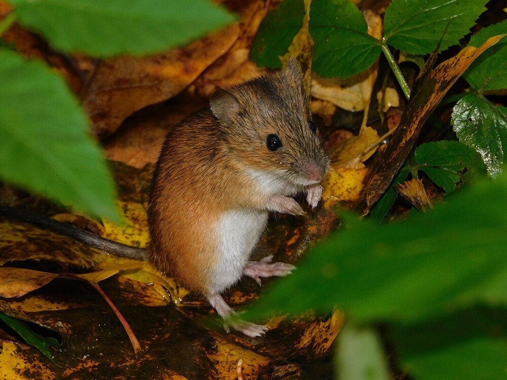 
        Мир&nbsp;животных-1    