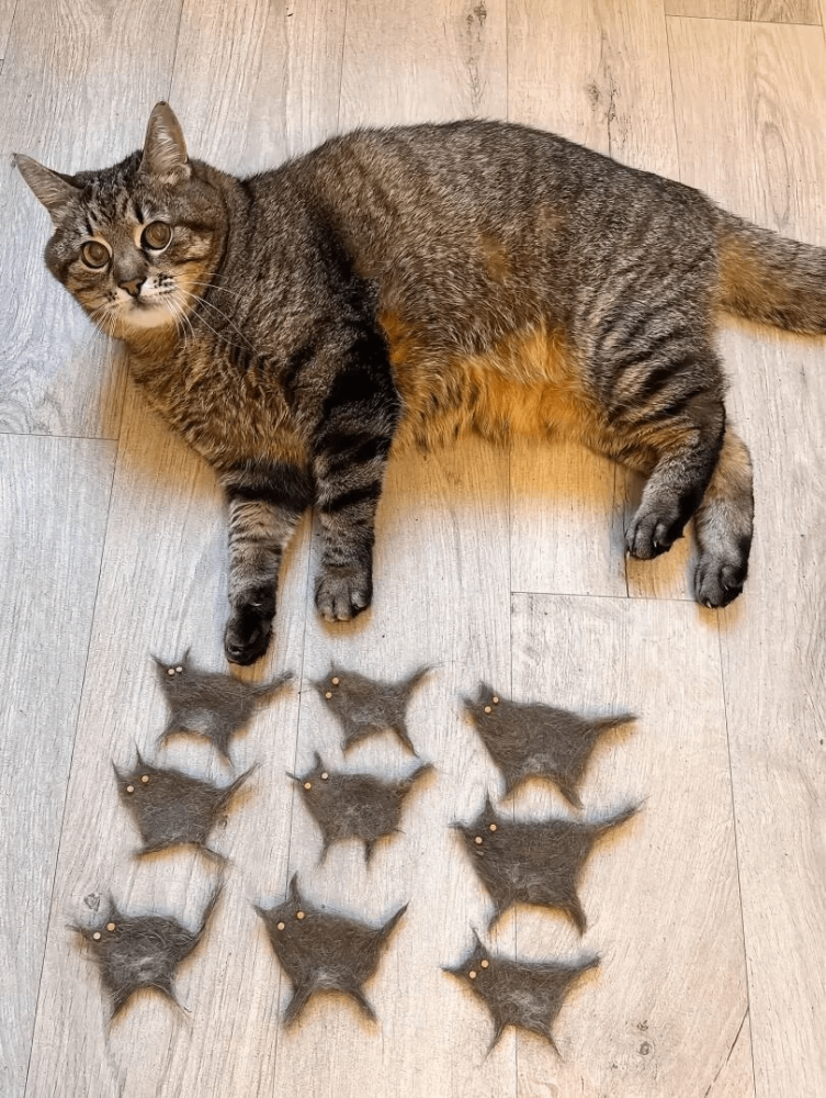 
        30&nbsp;фото котов, глядя на&nbsp;которые можно прожить понедельник с&nbsp;улыбкой    