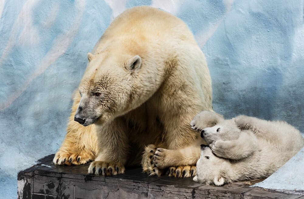 
        Мир&nbsp;животных-5    