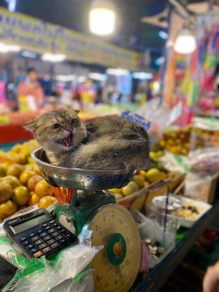 
        17&nbsp;фото, которые доказывают, что&nbsp;коты способны проникнуть куда угодно    