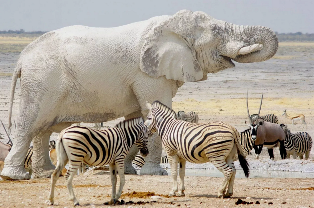 
        Слоны-призраки: белоснежные, странные и&nbsp;очень редкие    