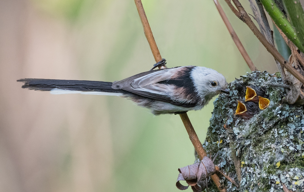 Ополовник: самая милая синица России
Ополовник: самая милая синица России
