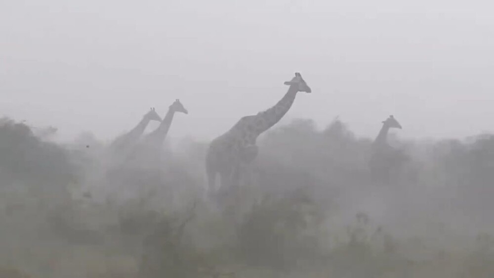 
        Грустный факт о&nbsp;жирафах    