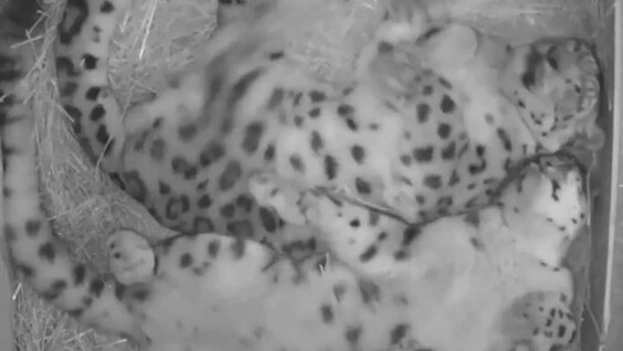 Типичная сцена из жизни семьи снежных барсов
Типичная сцена из жизни семьи снежных барсов