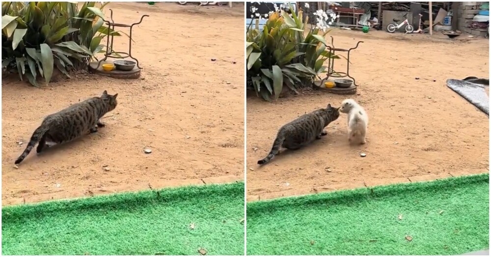 Щенок помешал охоте кота
Щенок помешал охоте кота