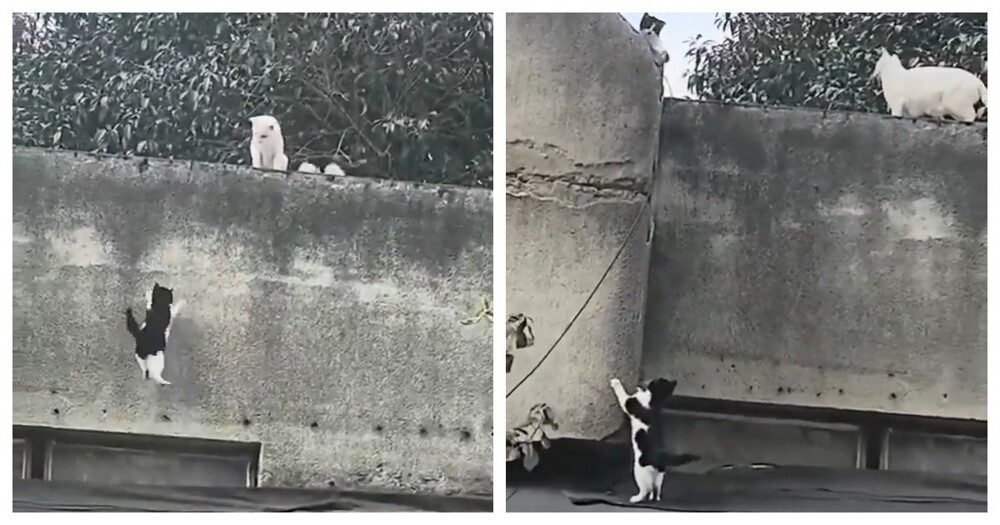 
        Кошачья семейная драма    