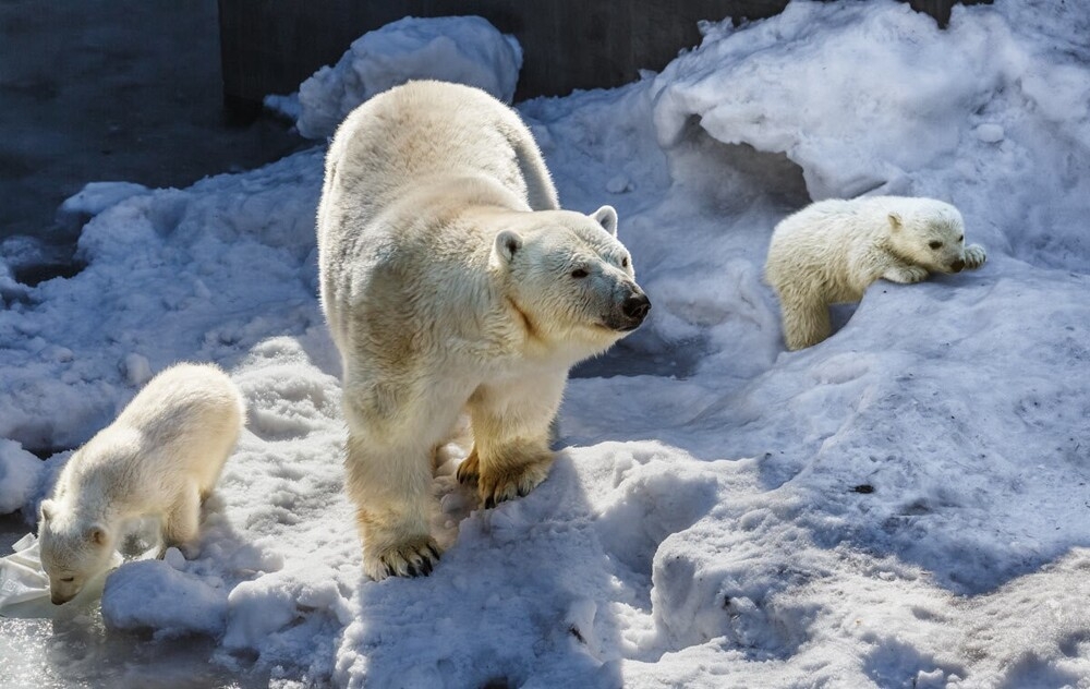 
        Мир&nbsp;животных-4    