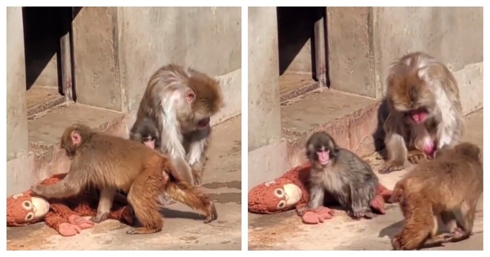 Панч защищает свою игрушку
Панч защищает свою игрушку