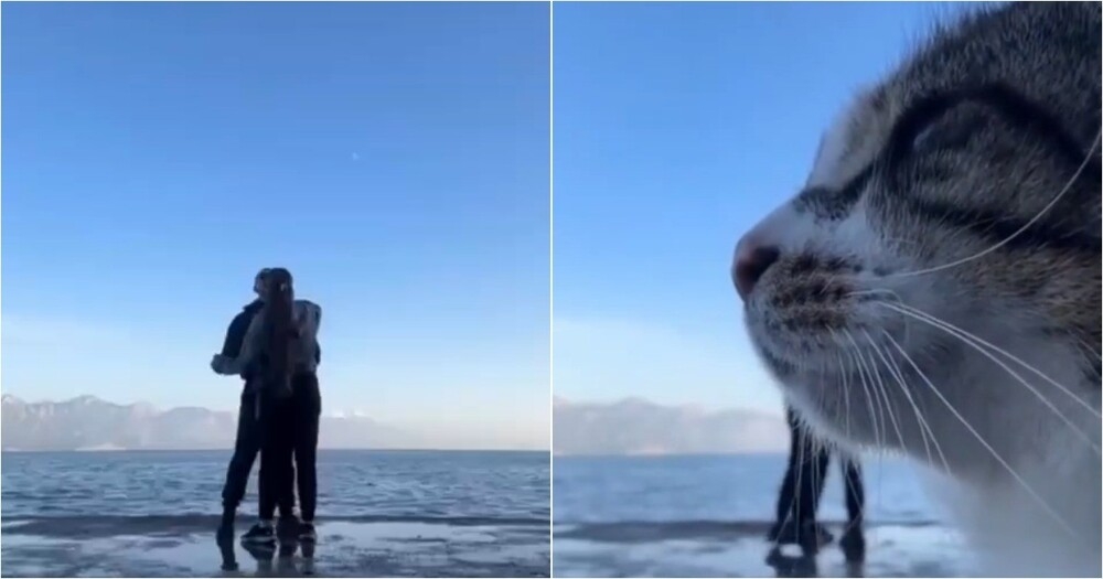 
        Бродячий кот&nbsp;добавил юмора в&nbsp;романтическое видео пары    