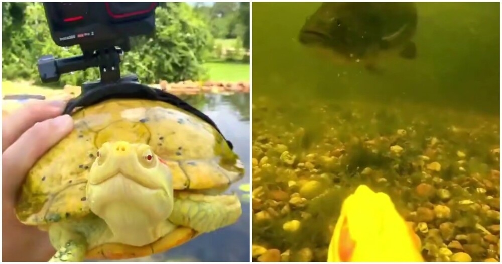 
        Минута из&nbsp;жизни черепахи    