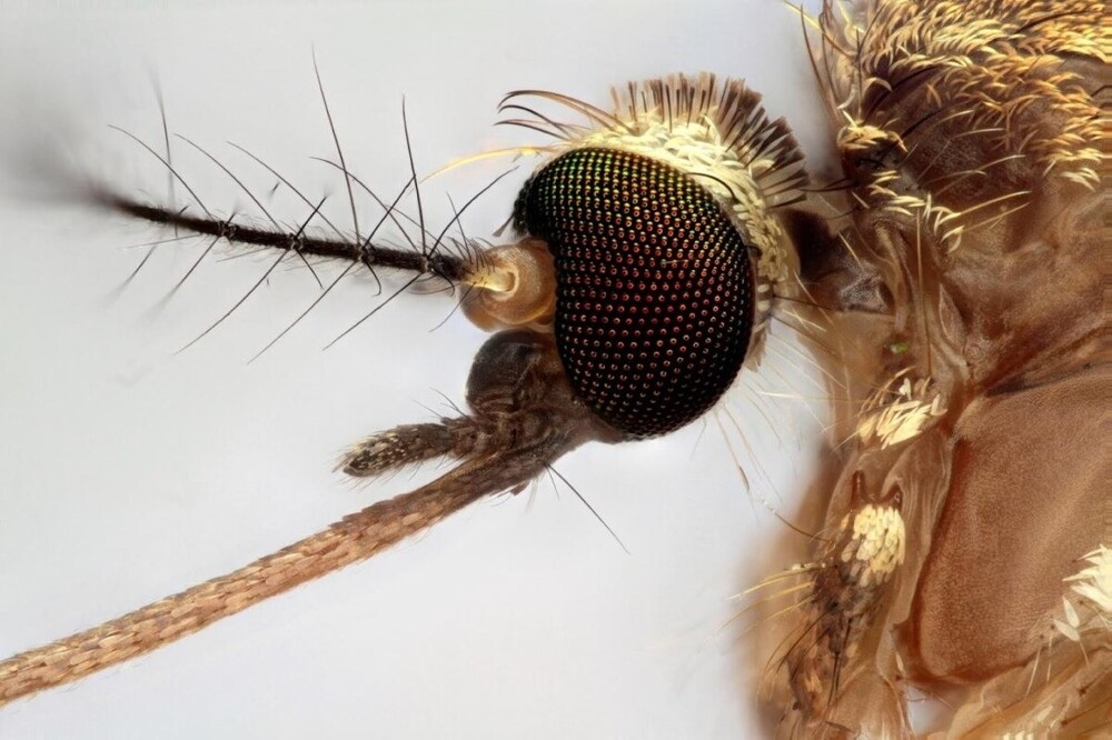 Города как двигатели эволюции
Города как двигатели эволюции