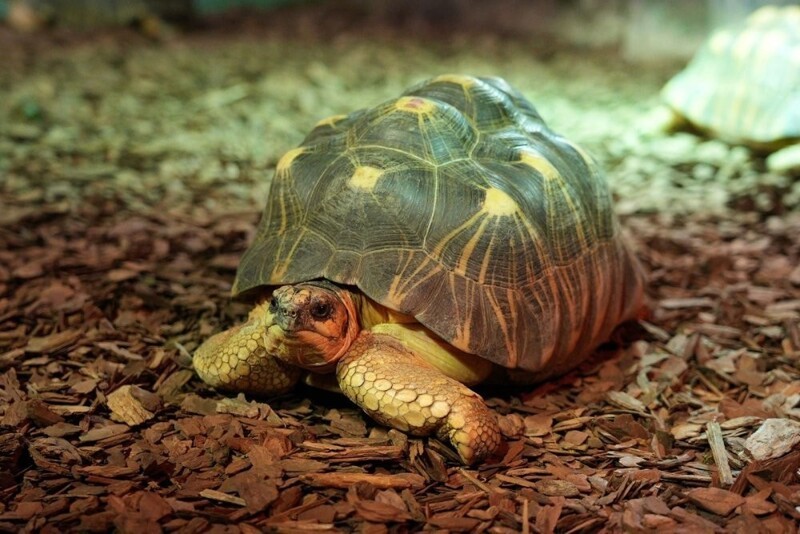 В Московском зоопарке вылупились три лучистых черепахи - обладатели одного из самых необычных панцирей в мире
В Московском зоопарке вылупились три лучистых черепахи - обладатели одного из самых необычных панцирей в мире