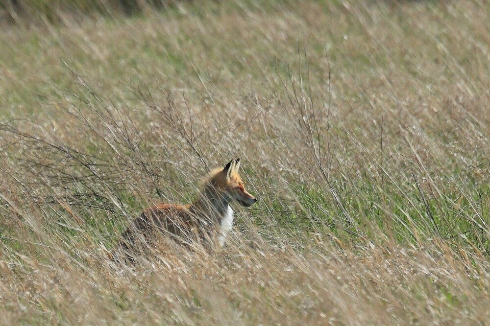 
        Мир&nbsp;животных-5    