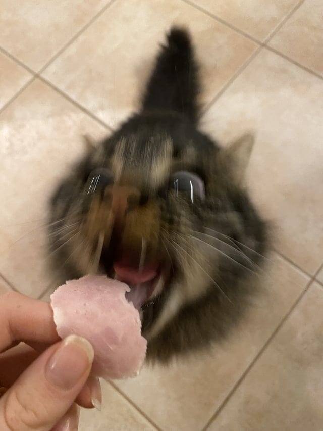 
        18&nbsp;фотографий котиков, которые оказались не&nbsp;в&nbsp;фокусе    