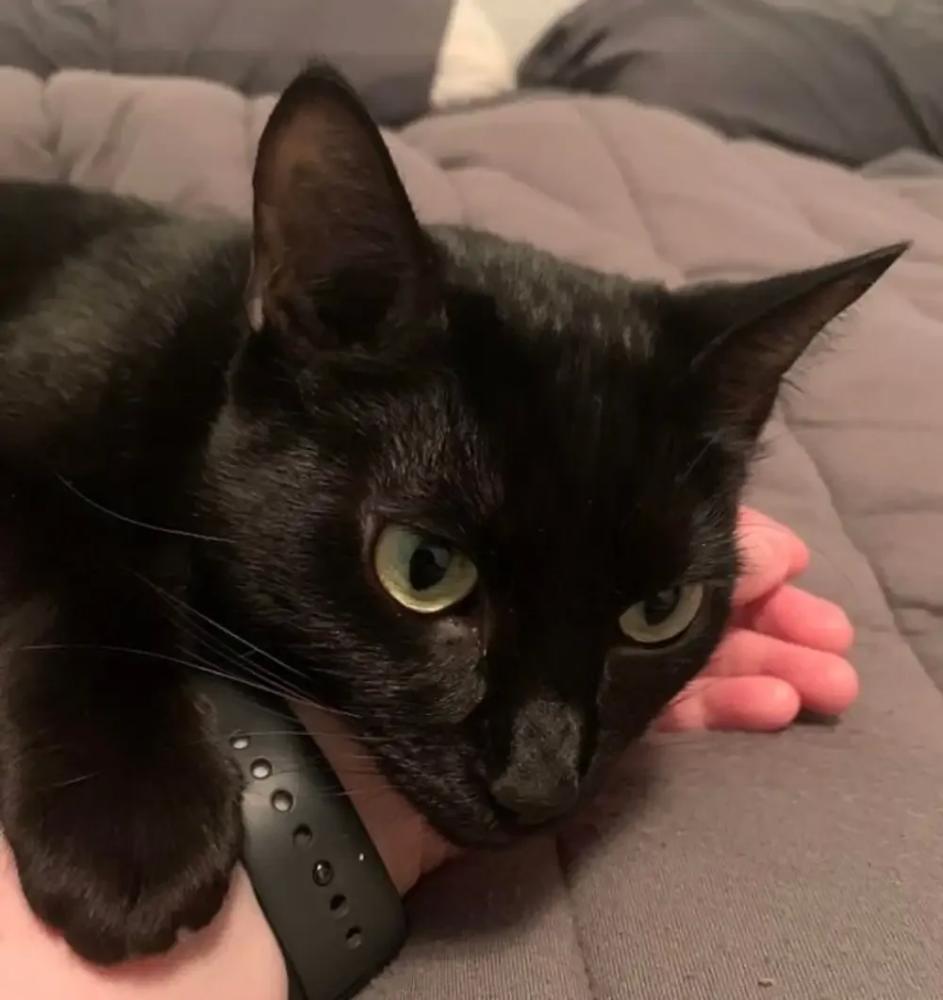 
        20+ питомцев, которые не&nbsp;могут существовать без&nbsp;своего человека    