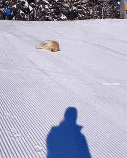 Подборка гифок - (25 гифок) 04.02.2026