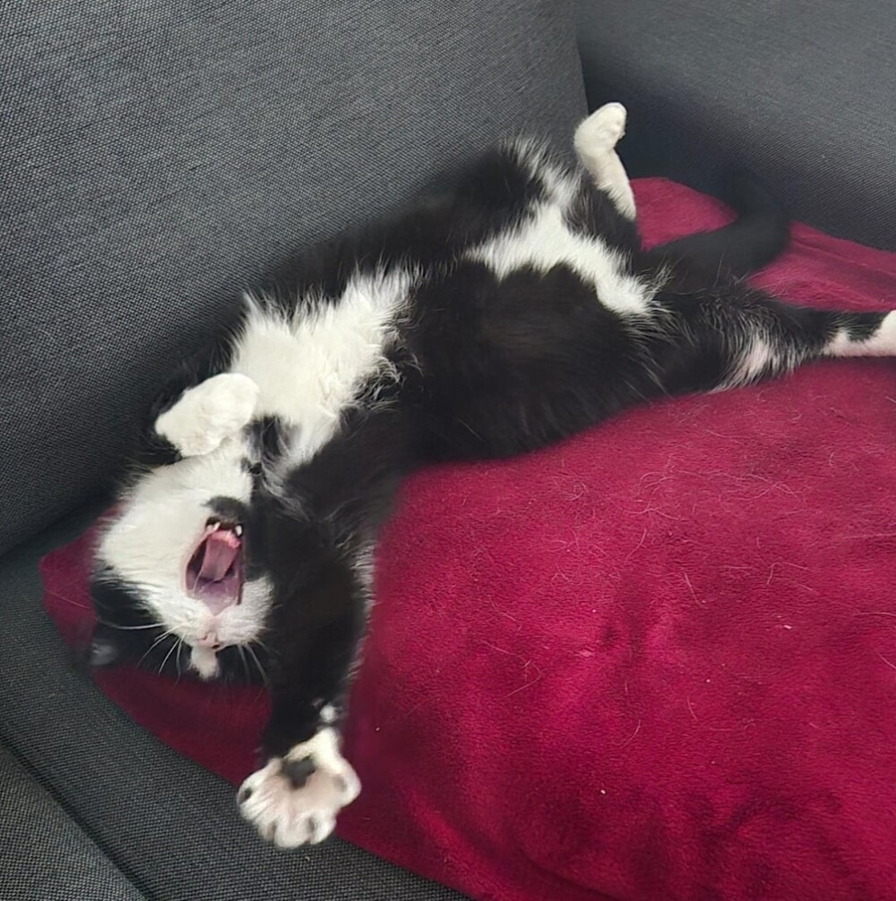 
        30&nbsp;фото котов, глядя на&nbsp;которые можно прожить понедельник с&nbsp;улыбкой    