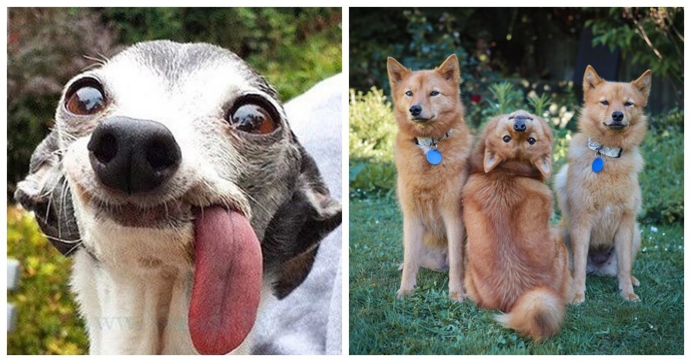 
        25&nbsp;умилительных сцен из&nbsp;жизни пёселей, демонстрирующих их&nbsp;мастерство импровизации    