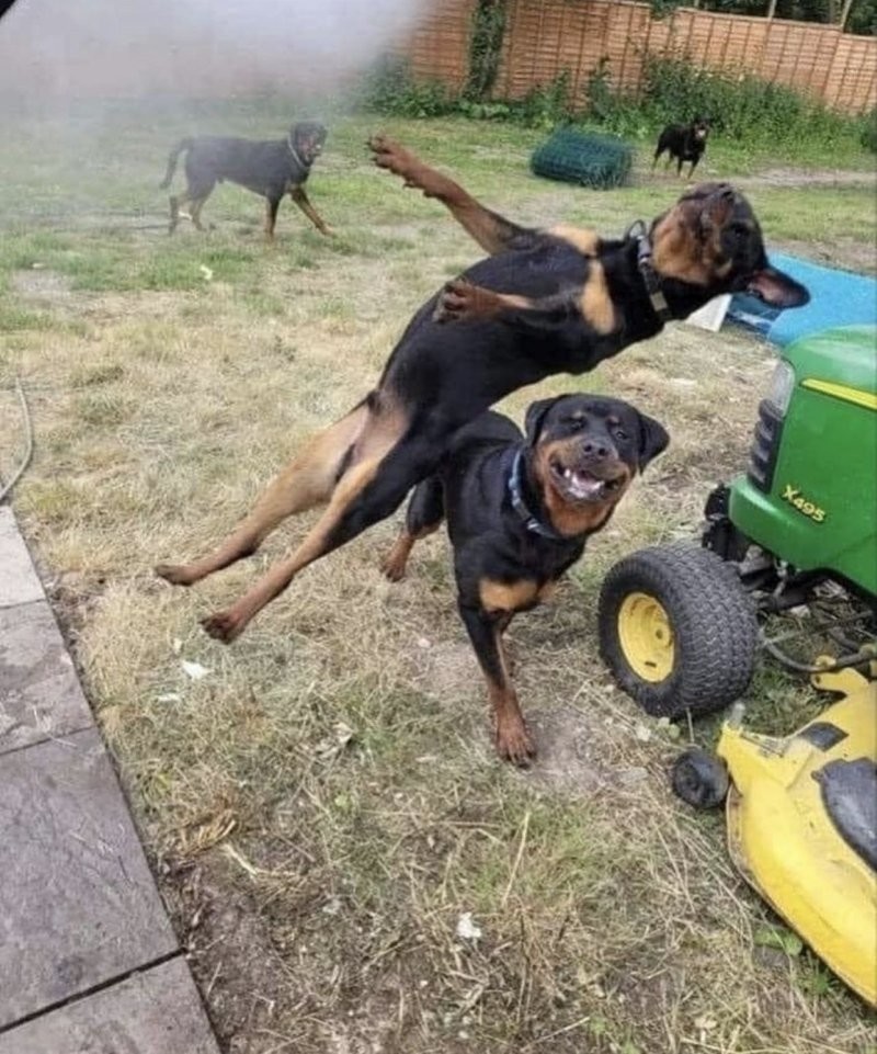 30 порций радости, которую пёсели способны подарить, просто делая свои собачьи дела
30 порций радости, которую пёсели способны подарить, просто делая свои собачьи дела