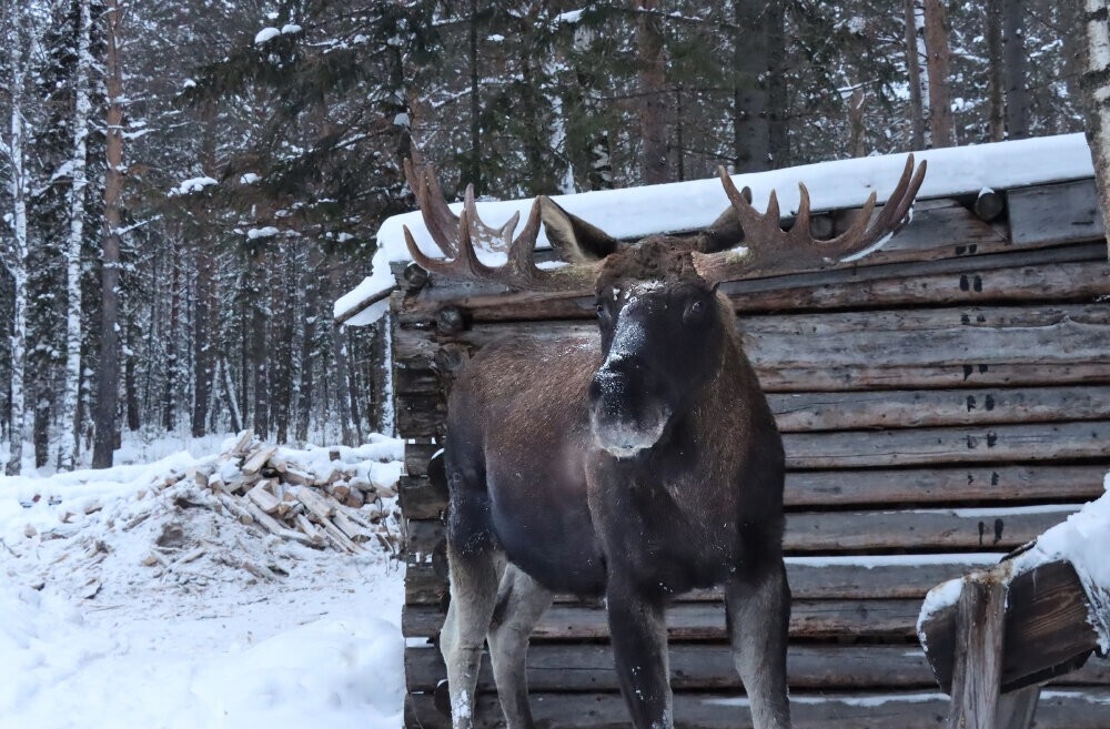 
        Мир&nbsp;животных-4    