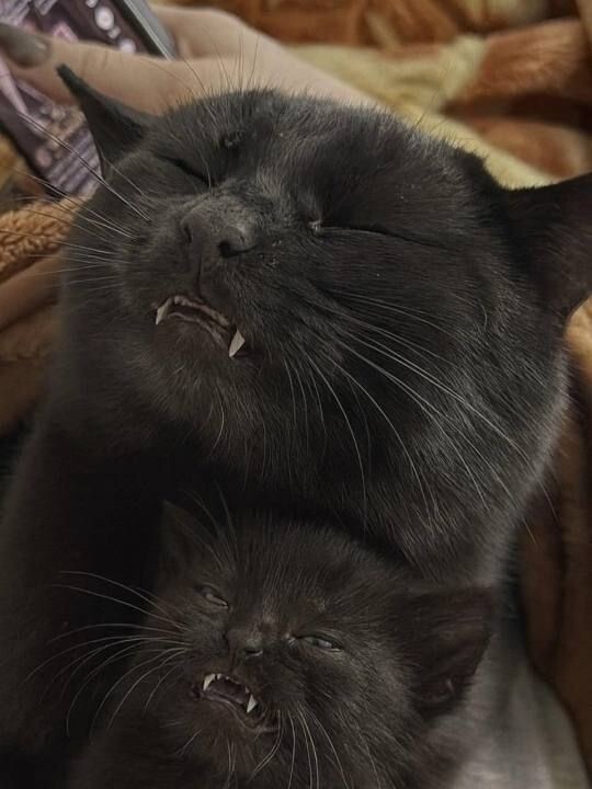 
        24&nbsp;примера милоты, дарящей позитив и&nbsp;чистое тихое счастье    