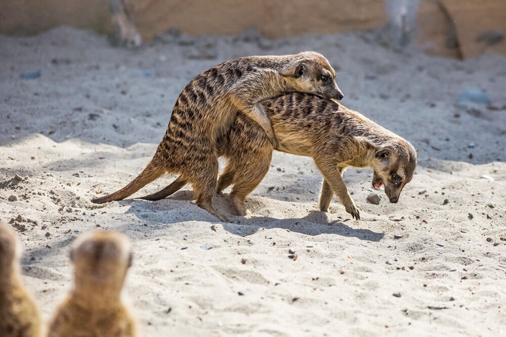 
        Мир&nbsp;животных-4    