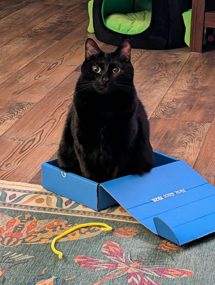 
        30&nbsp;фото котов, глядя на&nbsp;которые можно прожить понедельник с&nbsp;улыбкой    