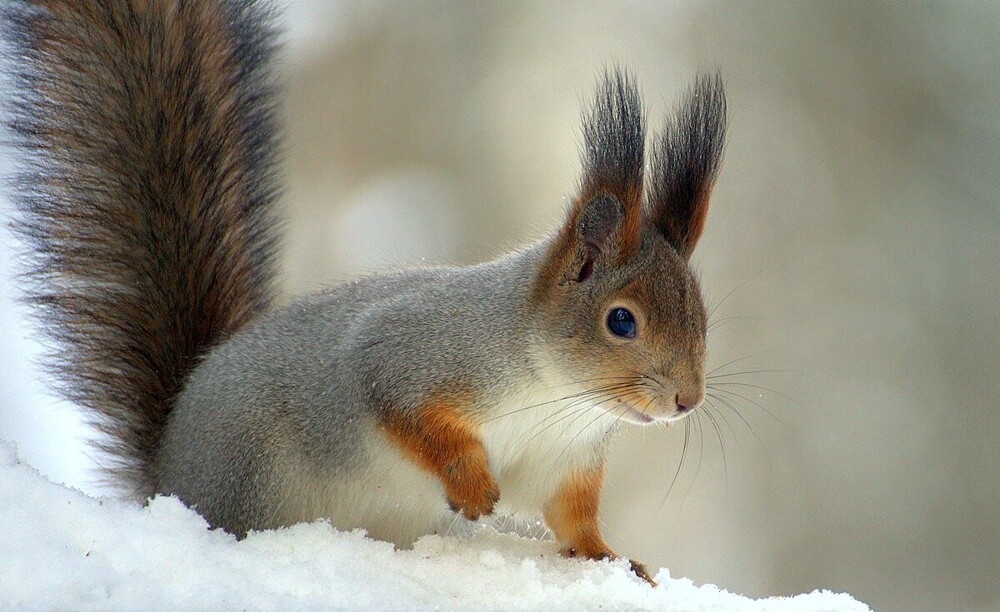 
        Мир&nbsp;животных-4    