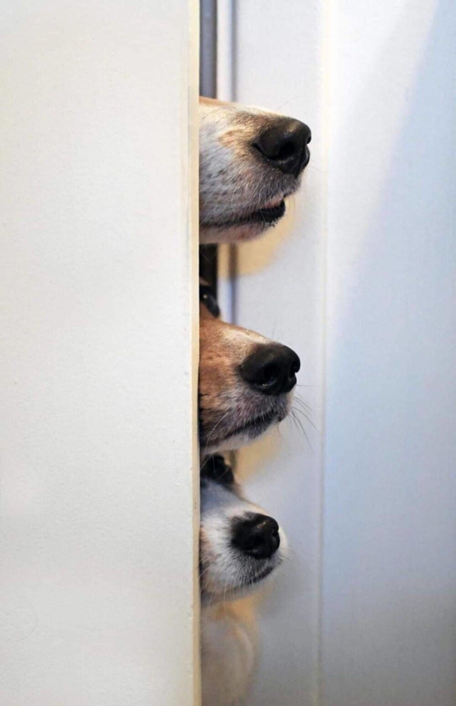 
        25&nbsp;умилительных сцен из&nbsp;жизни пёселей, демонстрирующих их&nbsp;мастерство импровизации    