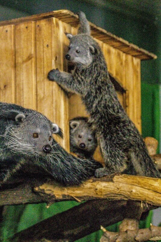 
        Мир&nbsp;животных-6    