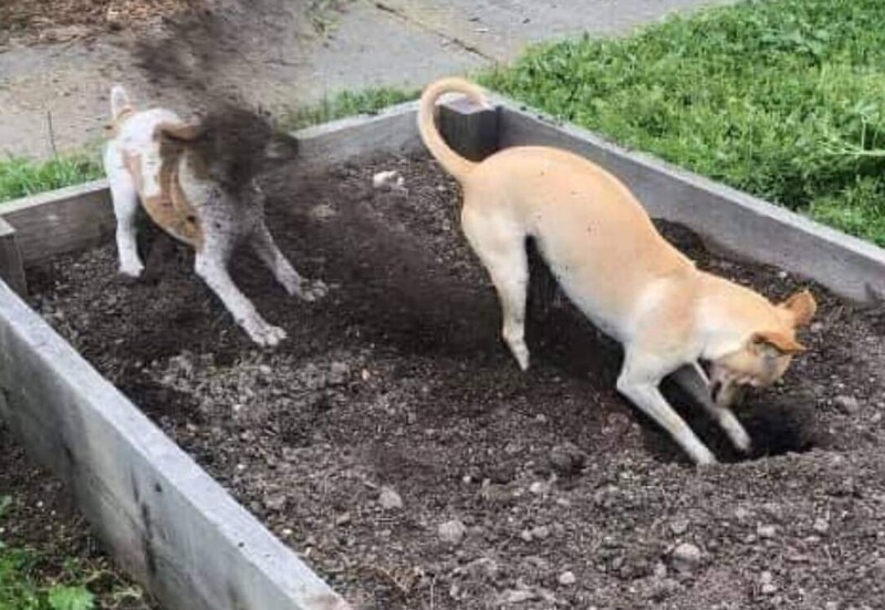 
        25&nbsp;умилительных сцен из&nbsp;жизни пёселей, демонстрирующих их&nbsp;мастерство импровизации    