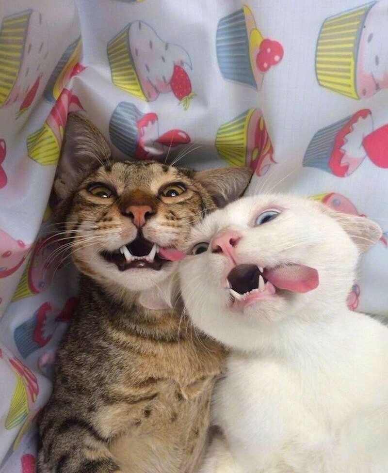 
        25&nbsp;обаятельных симпатяг, селфи которых явно лучше наших    