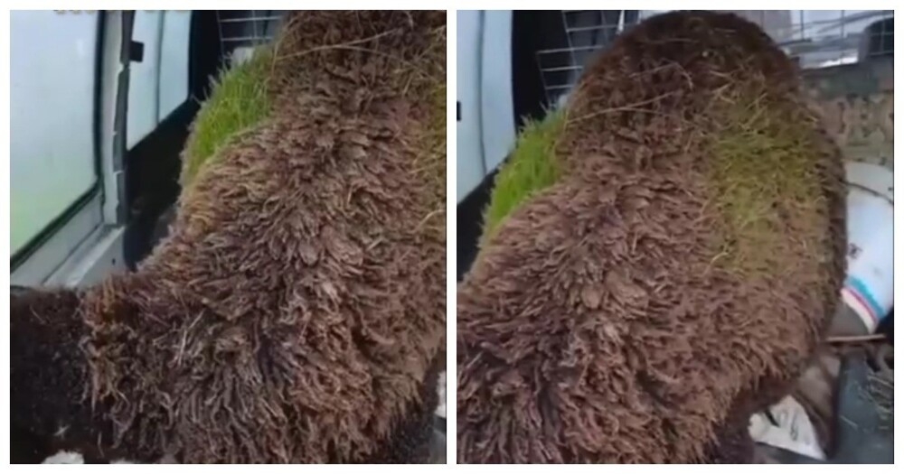 
        На&nbsp;шерсти овцы выросла трава    