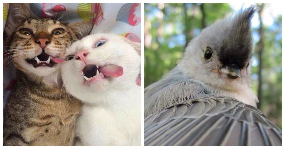 
        25&nbsp;обаятельных симпатяг, селфи которых явно лучше наших    