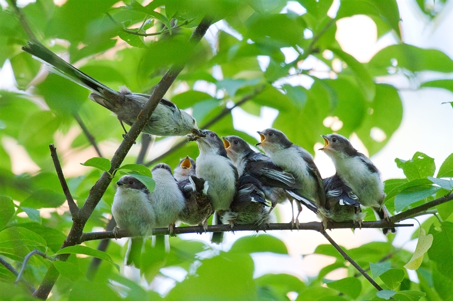 Ополовник: самая милая синица России
Ополовник: самая милая синица России