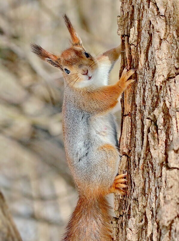 
        Мир&nbsp;животных-4    