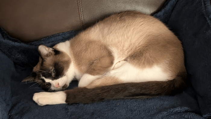 Перспектива любит и умеет нас мастерски троллить