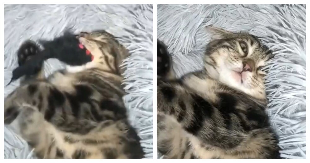 
        Хищник уснул со&nbsp;своей добычей    