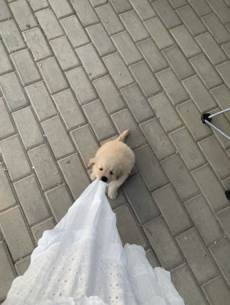 30 порций радости, которую пёсели способны подарить, просто делая свои собачьи дела
30 порций радости, которую пёсели способны подарить, просто делая свои собачьи дела