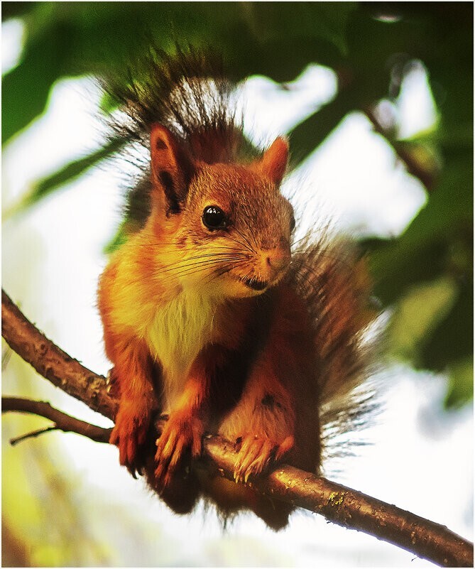 
        Мир&nbsp;животных-4    