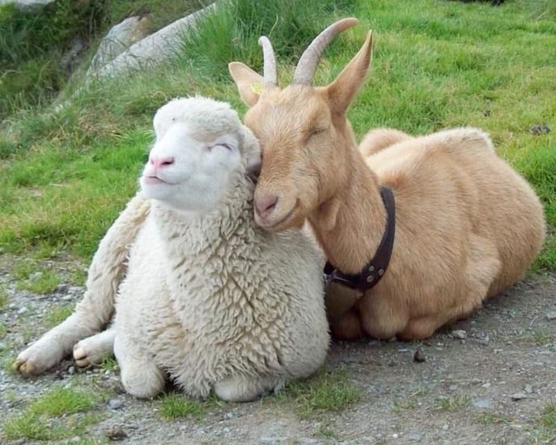 
        27&nbsp;примеров невероятной дружбы животных, от&nbsp;которой мир&nbsp;становится добрее    