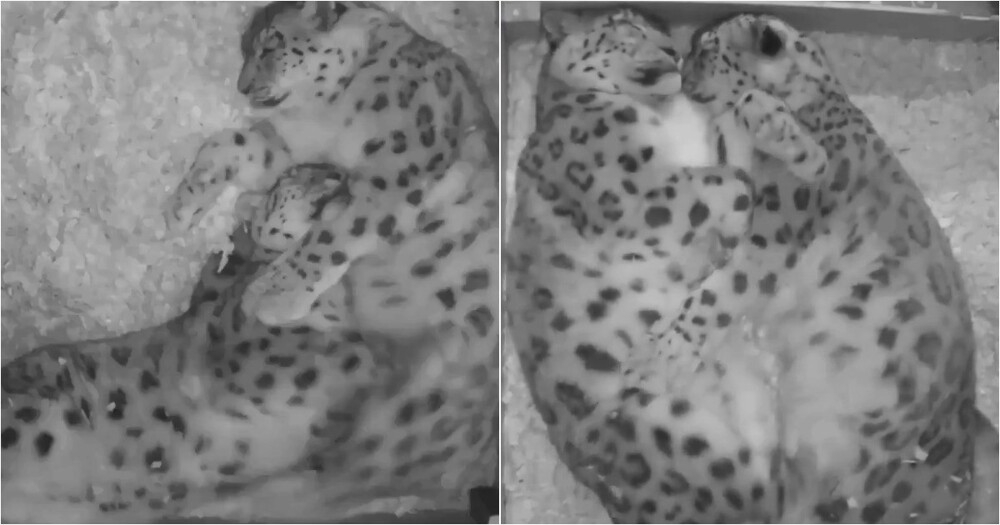 Семейная драма снежных барсов
Семейная драма снежных барсов